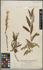 Foto von Salix alba L. x Salix fragilis L.